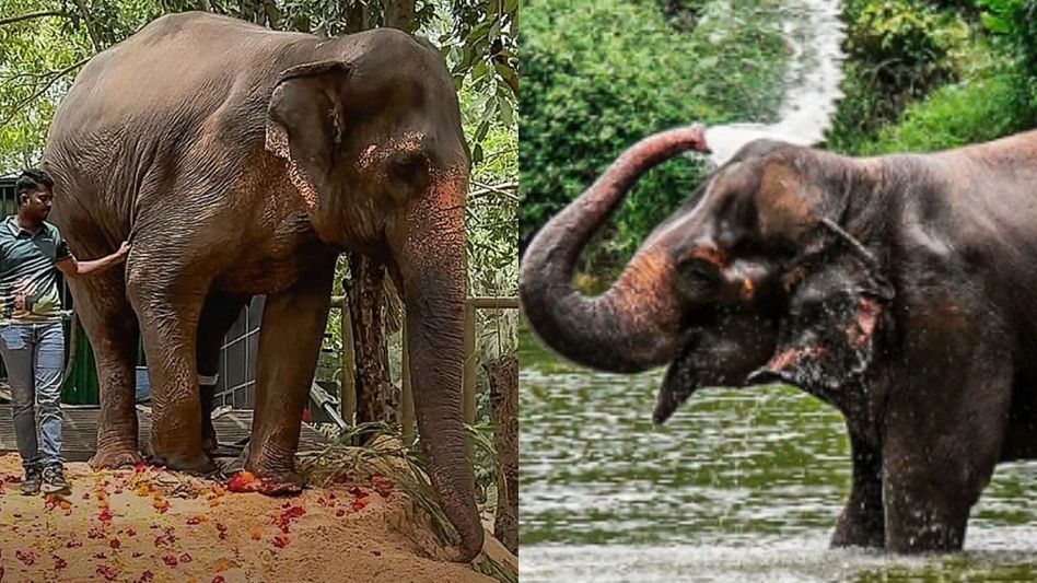 After a year of treatment at Vantara, elephant Madhuri is finally heading back to Kolhapur After a year of treatment at Vantara, elephant Madhuri is finally heading back to Kolhapur