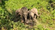 Four-month-old wild elephant calf found dead in Assam’s Boko Four-month-old wild elephant calf found dead in Assam’s Boko