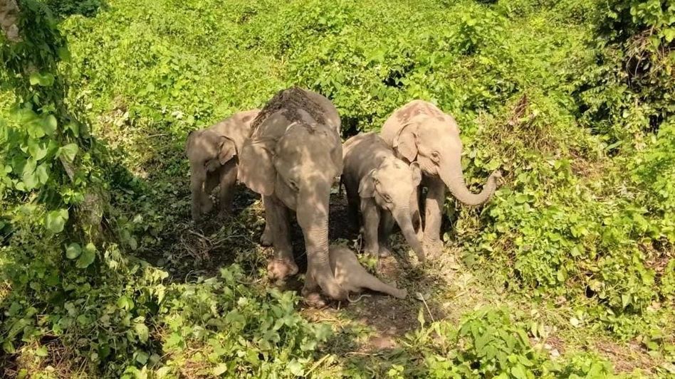 Four-month-old wild elephant calf found dead in Assam’s Boko Four-month-old wild elephant calf found dead in Assam’s Boko