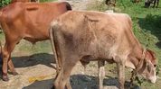 Bongaigaon Police rescue 82 cattle, bust alleged smuggling racket in Lower Assam Bongaigaon Police rescue 82 cattle, bust alleged smuggling racket in Lower Assam