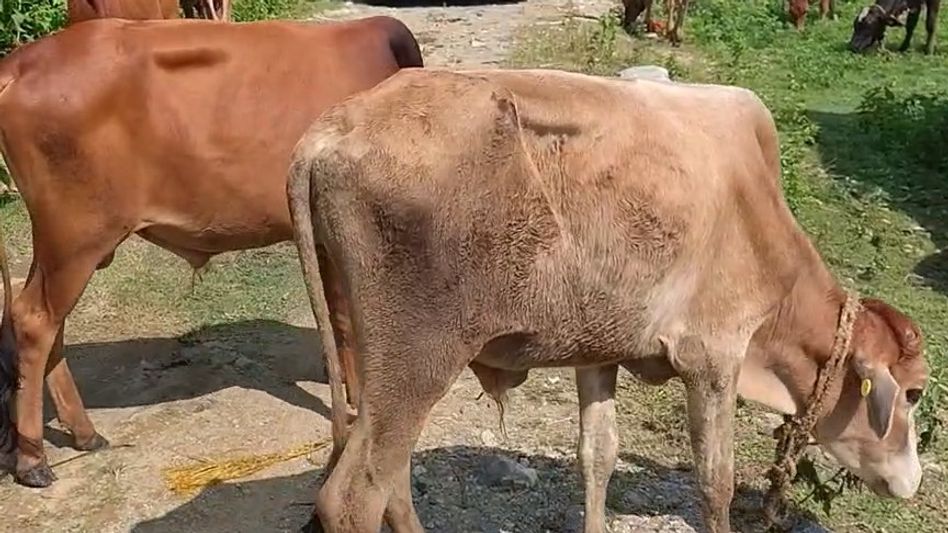 Bongaigaon Police rescue 82 cattle, bust alleged smuggling racket in Lower Assam Bongaigaon Police rescue 82 cattle, bust alleged smuggling racket in Lower Assam