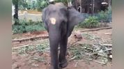Assam elephant 'Durga' sent to Madurai temple, wildlife group raises concern Assam elephant 'Durga' sent to Madurai temple, wildlife group raises concern