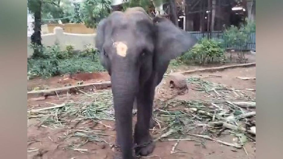Assam elephant 'Durga' sent to Madurai temple, wildlife group raises concern Assam elephant 'Durga' sent to Madurai temple, wildlife group raises concern