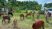 82 cattle rescued, two vehicles seized in Assam’s Bongaigaon 82 cattle rescued, two vehicles seized in Assam’s Bongaigaon