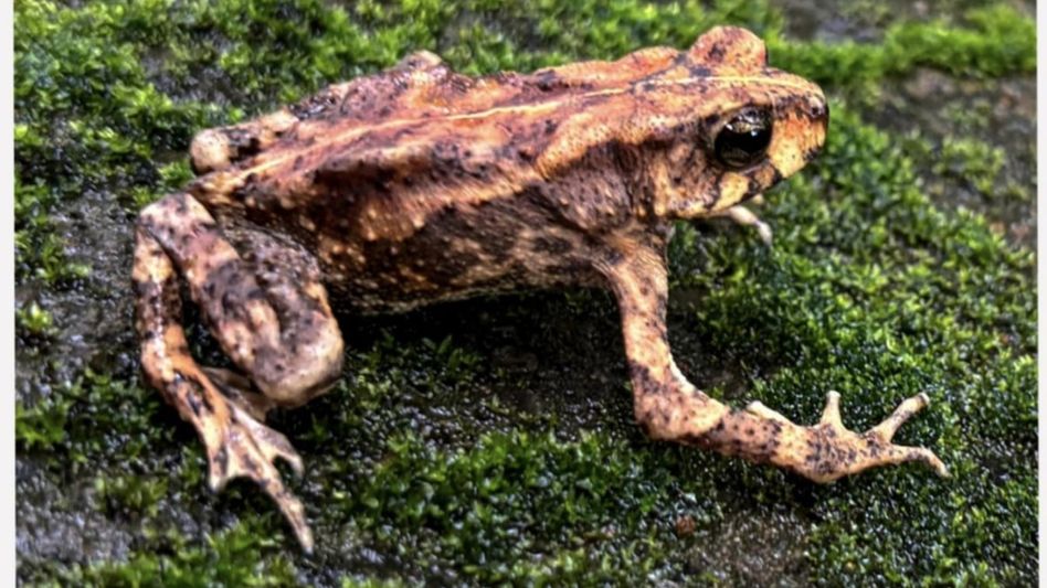 New montane toad species discovered in Mizoram’s Phawngpui National Park New montane toad species discovered in Mizoram’s Phawngpui National Park