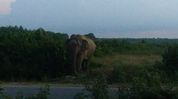 Youth killed, 5-year-old injured in wild elephant attack in Assam’s Goalpara Youth killed, 5-year-old injured in wild elephant attack in Assam’s Goalpara