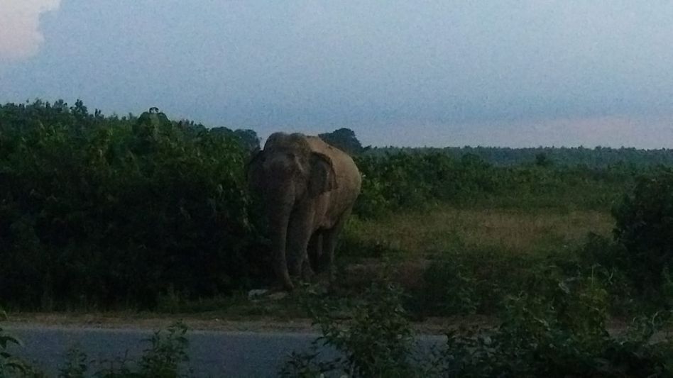 Youth killed, 5-year-old injured in wild elephant attack in Assam’s Goalpara Youth killed, 5-year-old injured in wild elephant attack in Assam’s Goalpara