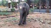 ‘Silent exodus of Assam’s elephants should stop’: Gaurav Gogoi questions transfer of 5-year-old Durga to Tamil Nadu ‘Silent exodus of Assam’s elephants should stop’: Gaurav Gogoi questions transfer of 5-year-old Durga to Tamil Nadu