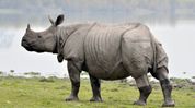 Assam: No rhino poaching in 2025, says IFR Report, major milestone for the state Assam: No rhino poaching in 2025, says IFR Report, major milestone for the state