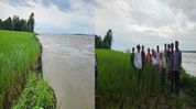 Arunachal: Siang River erosion damages paddy fields in Borguli, threatens farmers’ livelihoods Arunachal: Siang River erosion damages paddy fields in Borguli, threatens farmers’ livelihoods