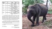 After Durga, Assam proposes transfer of another 5-year-old elephant to Tamil Nadu After Durga, Assam proposes transfer of another 5-year-old elephant to Tamil Nadu