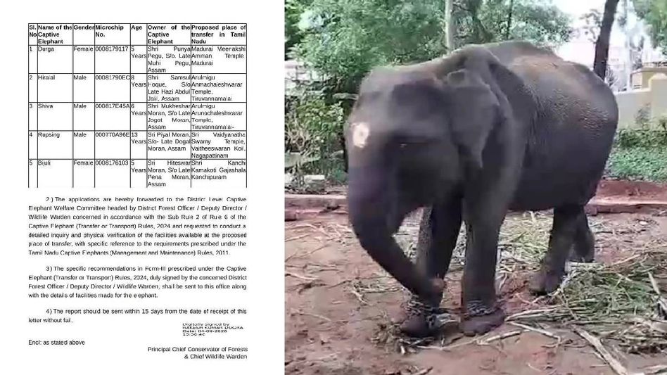 After Durga, Assam proposes transfer of another 5-year-old elephant to Tamil Nadu After Durga, Assam proposes transfer of another 5-year-old elephant to Tamil Nadu