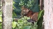 Royal Bengal tiger trapped in net after entering Naya Gaon village in Assam Royal Bengal tiger trapped in net after entering Naya Gaon village in Assam