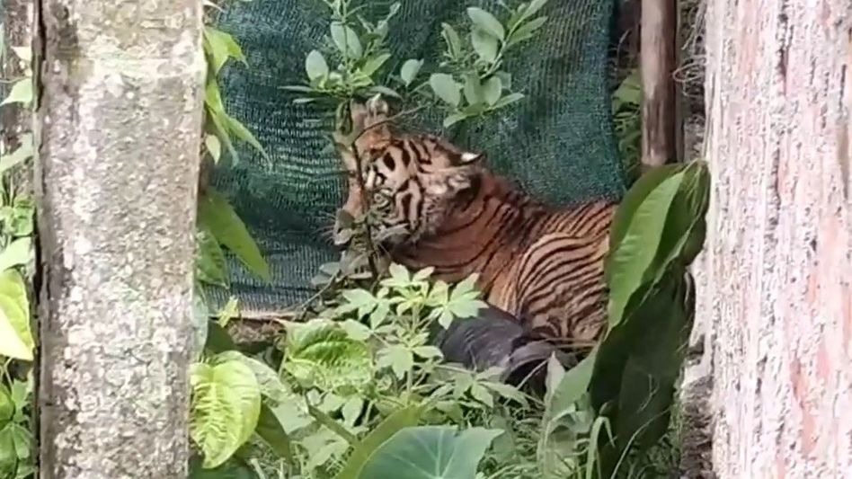 Royal Bengal tiger trapped in net after entering Naya Gaon village in Assam Royal Bengal tiger trapped in net after entering Naya Gaon village in Assam