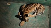 Juvenile Royal Bengal tiger rescued near Kaziranga’s 6th Addition in Assam's Biswanath Juvenile Royal Bengal tiger rescued near Kaziranga’s 6th Addition in Assam's Biswanath
