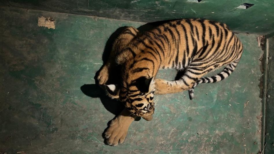 Juvenile Royal Bengal tiger rescued near Kaziranga’s 6th Addition in Assam's Biswanath Juvenile Royal Bengal tiger rescued near Kaziranga’s 6th Addition in Assam's Biswanath