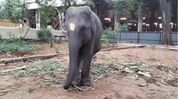 Gauhati HC declines immediate stay on transfer of 5 Assam elephants to Tamil Nadu temples Gauhati HC declines immediate stay on transfer of 5 Assam elephants to Tamil Nadu temples