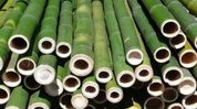 Assam’s bamboo opening new avenues for jobs, entrepreneurship: Himanta Assam’s bamboo opening new avenues for jobs, entrepreneurship: Himanta
