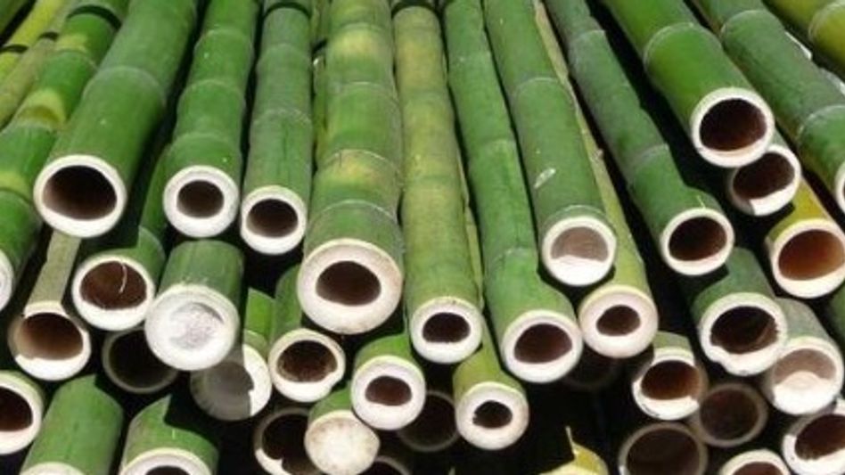 Assam’s bamboo opening new avenues for jobs, entrepreneurship: Himanta Assam’s bamboo opening new avenues for jobs, entrepreneurship: Himanta