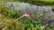 Woman’s body recovered from Railway drain near overbridge in Assam's Moran Woman’s body recovered from Railway drain near overbridge in Assam's Moran