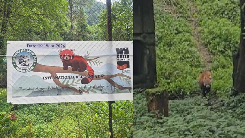 Sikkim: Five red panda cubs born at Gangtok zoo amid revival of conservation breeding programme Sikkim: Five red panda cubs born at Gangtok zoo amid revival of conservation breeding programme