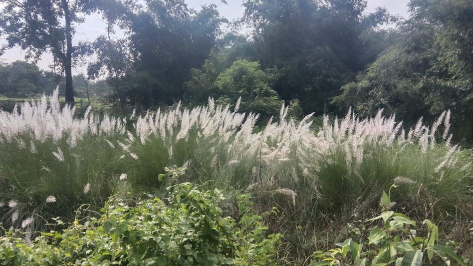 Assam’s wild autumn: Doomdooma comes alive in a sea of Kash Assam’s wild autumn: Doomdooma comes alive in a sea of Kash