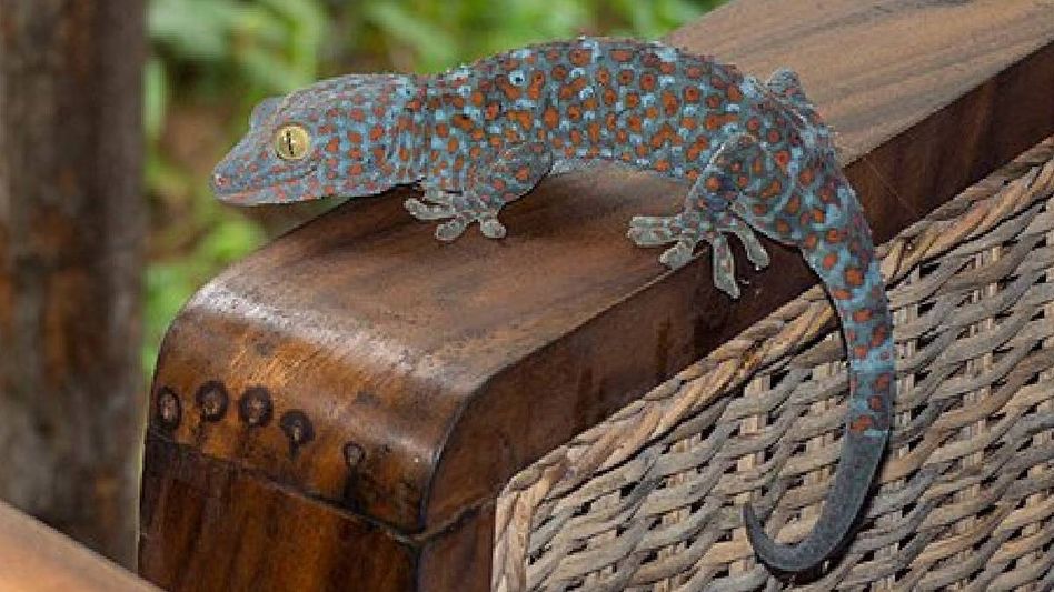 Assam: 30 Tokay Geckos rescued from suspected wildlife trafficking, one arrested Assam: 30 Tokay Geckos rescued from suspected wildlife trafficking, one arrested