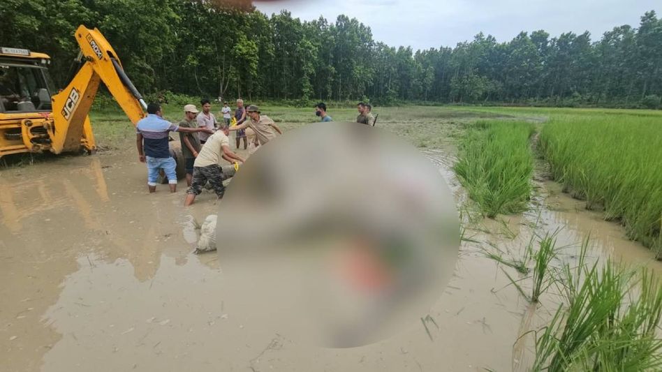 Female elephant found dead near Ananda Bazar railway station in Assam’s Goalpara Female elephant found dead near Ananda Bazar railway station in Assam’s Goalpara