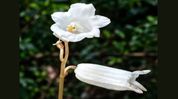 Scientists discover rare leafless 'Ghost Flower' orchid in Arunachal Pradesh Scientists discover rare leafless 'Ghost Flower' orchid in Arunachal Pradesh
