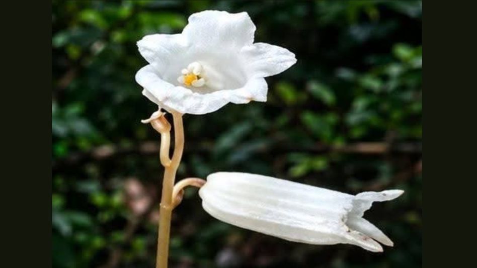 Scientists discover rare leafless 'Ghost Flower' orchid in Arunachal Pradesh Scientists discover rare leafless 'Ghost Flower' orchid in Arunachal Pradesh