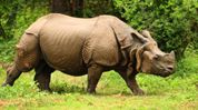 World Rhino Day: CM Himanta highlights Assam’s commitment to rhino conservation World Rhino Day: CM Himanta highlights Assam’s commitment to rhino conservation
