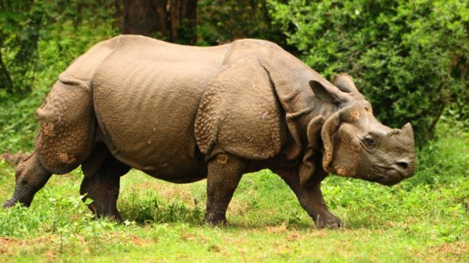 World Rhino Day: CM Himanta highlights Assam’s commitment to rhino conservation World Rhino Day: CM Himanta highlights Assam’s commitment to rhino conservation