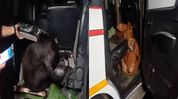Assam police recover three cattle hidden inside ambulance in Dhubri, driver flees Assam police recover three cattle hidden inside ambulance in Dhubri, driver flees
