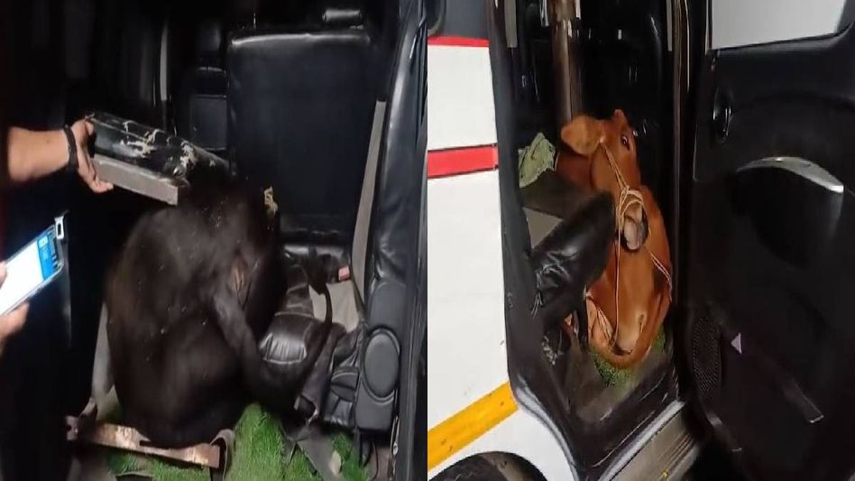 Assam police recover three cattle hidden inside ambulance in Dhubri, driver flees Assam police recover three cattle hidden inside ambulance in Dhubri, driver flees