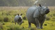 'Kaziranga's conservation story stands as a model for the world': Assam CM on World Rhino Day 'Kaziranga's conservation story stands as a model for the world': Assam CM on World Rhino Day