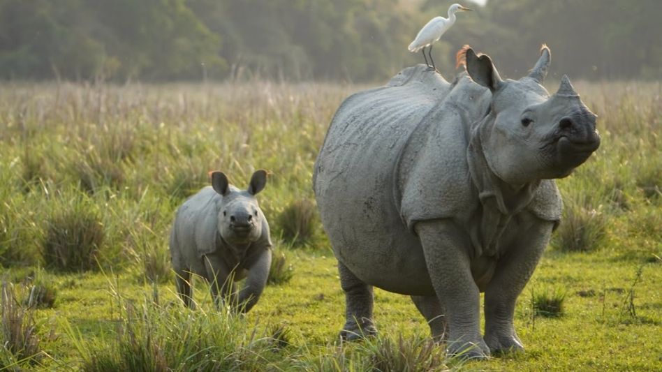 'Kaziranga's conservation story stands as a model for the world': Assam CM on World Rhino Day 'Kaziranga's conservation story stands as a model for the world': Assam CM on World Rhino Day