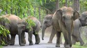 Wild elephant kills two, injures one in Assam’s Sonitpur Wild elephant kills two, injures one in Assam’s Sonitpur