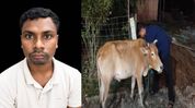 Ward member detained in Assam's Moran over alleged cattle theft, case registered Ward member detained in Assam's Moran over alleged cattle theft, case registered