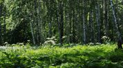 Nagaland’s forest cover at 73 per cent, far above national average: Principal secy Nagaland’s forest cover at 73 per cent, far above national average: Principal secy