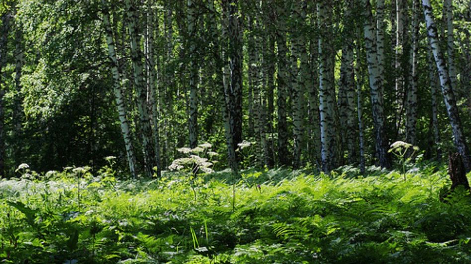 Nagaland’s forest cover at 73 per cent, far above national average: Principal secy Nagaland’s forest cover at 73 per cent, far above national average: Principal secy