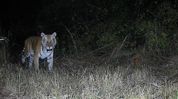 Camera trapping initiative launched in Arunachal's Tirap community forest to monitor wildlife Camera trapping initiative launched in Arunachal's Tirap community forest to monitor wildlife