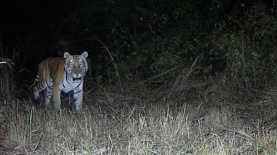 Camera trapping initiative launched in Arunachal's Tirap community forest to monitor wildlife Camera trapping initiative launched in Arunachal's Tirap community forest to monitor wildlife