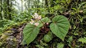 New Begonia species discovered in Arunachal's Keyi Panyor district New Begonia species discovered in Arunachal's Keyi Panyor district