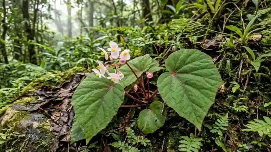 New Begonia species discovered in Arunachal's Keyi Panyor district New Begonia species discovered in Arunachal's Keyi Panyor district