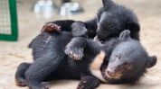 Three rescued bear cubs begin journey back to wild in Arunachal’s Pakke Tiger Reserve Three rescued bear cubs begin journey back to wild in Arunachal’s Pakke Tiger Reserve