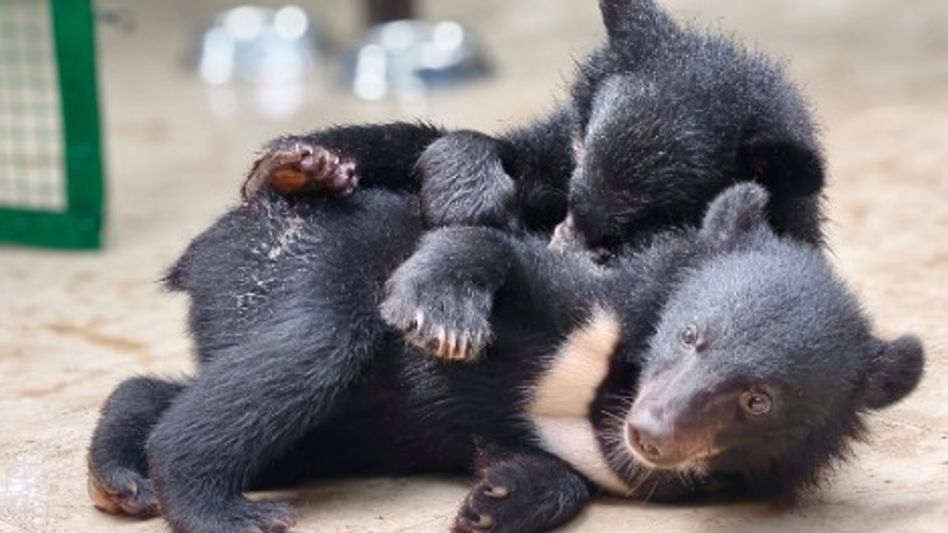 Three rescued bear cubs begin journey back to wild in Arunachal’s Pakke Tiger Reserve Three rescued bear cubs begin journey back to wild in Arunachal’s Pakke Tiger Reserve