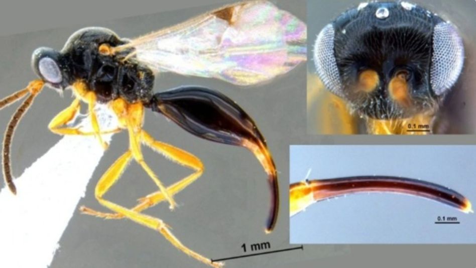 3.3-mm wasp discovered in Assam's Dibru-Saikhowa, first of its genus found in India 3.3-mm wasp discovered in Assam's Dibru-Saikhowa, first of its genus found in India