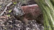 Two Arunachal men arrested with six musk deer glands in Assam Two Arunachal men arrested with six musk deer glands in Assam