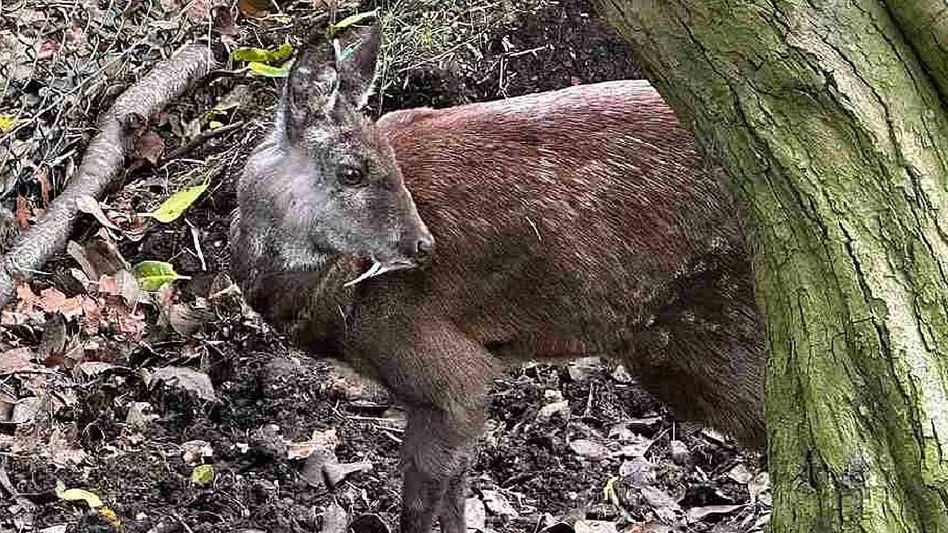 Two Arunachal men arrested with six musk deer glands in Assam Two Arunachal men arrested with six musk deer glands in Assam