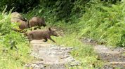 Modi highlights Assam’s wildlife conservation efforts in Mann Ki Baat; Himanta cites Sonai Rupai, pygmy hog recovery Modi highlights Assam’s wildlife conservation efforts in Mann Ki Baat; Himanta cites Sonai Rupai, pygmy hog recovery